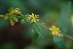 Triumfetta pentandra